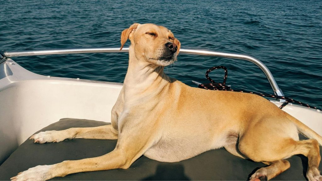 Dog Relaxing On Boat Deck