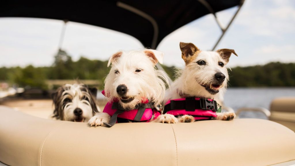 Dogs Wearing Life Jackets On A Boat